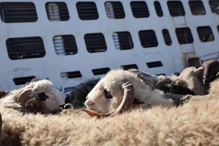 معطيات الإحصاء العام للثروة الحيوانية في موريتانيا