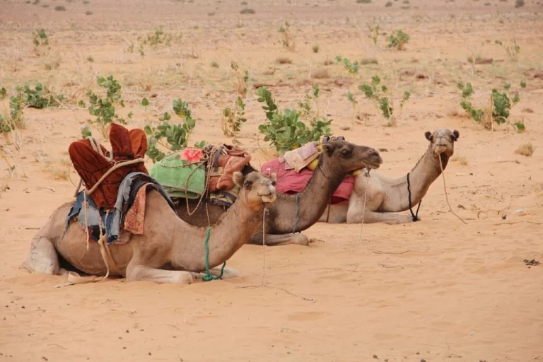 حكاية “شرتات” مع والدة زوجته.. حكايات شعبية
