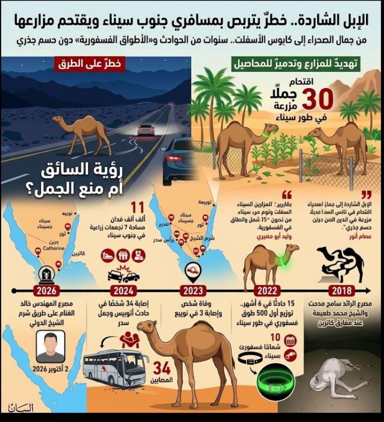 الإبل الشاردة.. خطرٌ يتربص بمسافري جنوب سيناء ويقتحم مزارعها